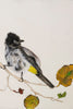 הדפסת נייר של ציור ציפור הבולבול