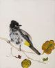 הדפסת  נייר, ציור של ציפור בולבול