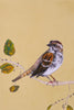 הדפסת קנבס של ציור של ציפור דרור